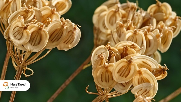 گلپر_چیست_چه_فوایدی_دارد_1